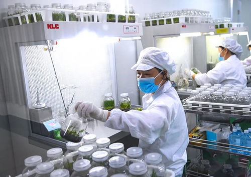 klc 植物工廠 潔凈空氣在植物組培與醫藥技術開發中的關鍵作用